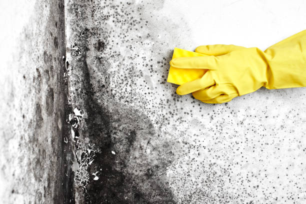 Trusted Hamilton, TX Mold Removal Experts